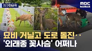 [지구한바퀴] 영역 넓혀가는 외래종 사슴‥유해종 포획? 공존? 해법 모색해야 (2026.05.23/뉴스데스크/MBC)