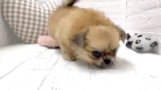 ハーフ犬の動画01