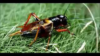 Download lagu suara jangkrik buat nada W A mp3