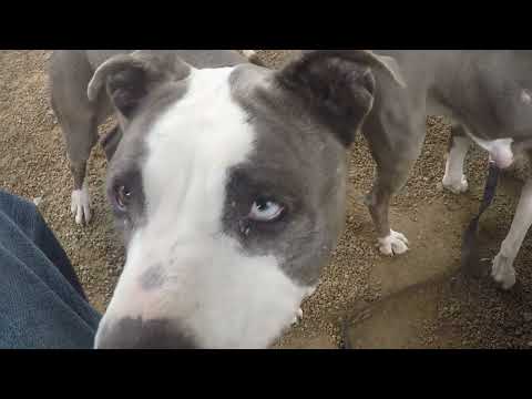 Old film❤️Koko 8y A764428 & Rousey 8y A764427 kennel 225 in PACC Harry's Haven blue play yard 1 595