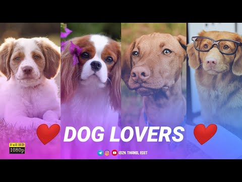 Dog Lover WhatsApp Status Video Tamil | Dog lovers mashup WhatsApp status
