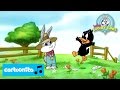Baby Looney Tunes SONG Daffy S Song Cartoonito
