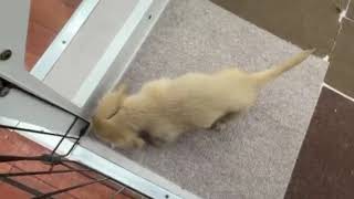 カニンヘンダックスフンドの動画01