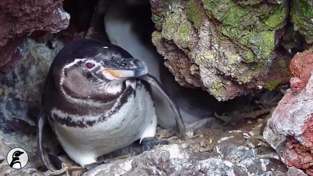 Galapagos Penguin Identification