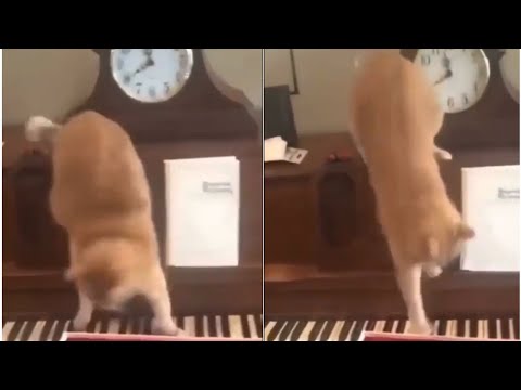Cat walks on piano and creates a masterpiece I Cat playing piano