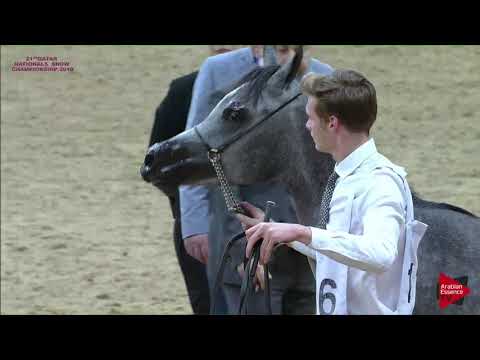 N.116 SHAHAMAH AL FARRES - 21st Qatar National 2018 - Yearling Fillies (Class 3D)