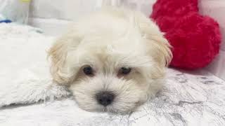 ハーフ犬の動画02