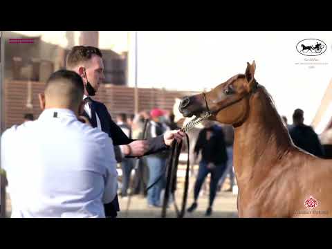 N 4 MESOUDAH AL ROWDHA   Katara Int  Arabian Peninsula Horse Show 2022   Yearling Fillies Class 1A