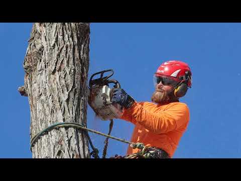 Mondays with Martha #40 - Snag Habitat Demo