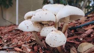 Group of Mushrooms 2