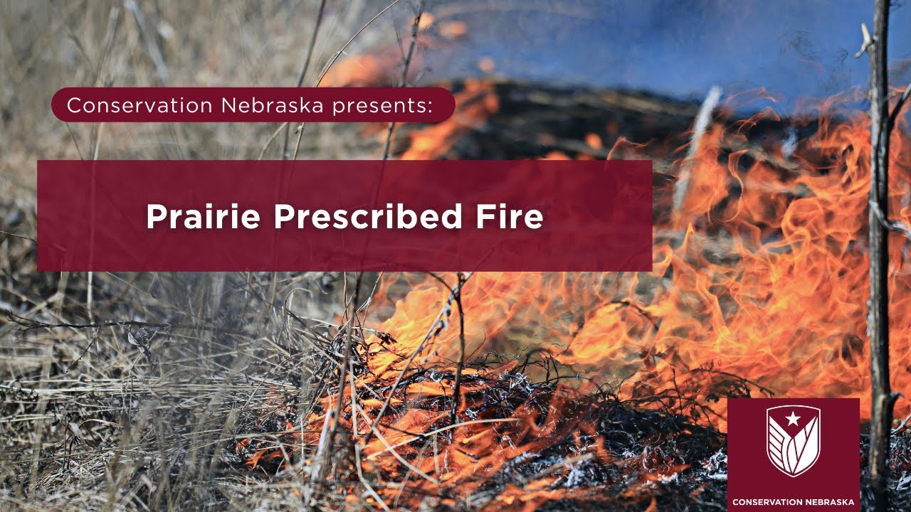 Prairie Prescribed Fire
