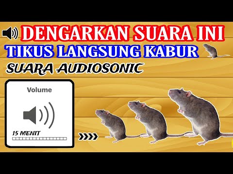 Suara pengusir tikus paling ampuh | Tikus langsung kabur 15 Menit