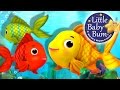 Counting Fish | Nursery Rhymes for Babies by LittleBabyBum - ABCs and 123s