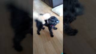 Bonita attacking hur pray