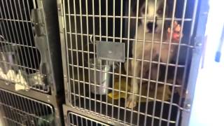 preview picture of video 'Marion County Animal Shelter South Carolina'