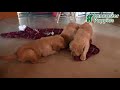 Golden Retriever dogs for sale: Amber - Video 1