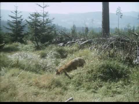 Pod Jezevčí skálou - gambol in nature - music by Luboš Sluka