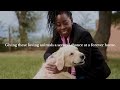My Modern Pet Shop With Us And Save Dogs