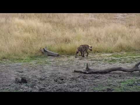 Djuma: Lone Hyena walks through along with calling - 07:00 - 05/11/19