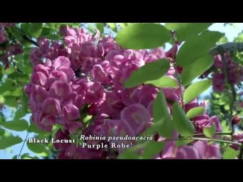 download lagu mp3 mp4 Purple Robe Black Locust Tree, download lagu Purple Robe Black Locust Tree gratis, unduh video klip Purple Robe Black Locust Tree