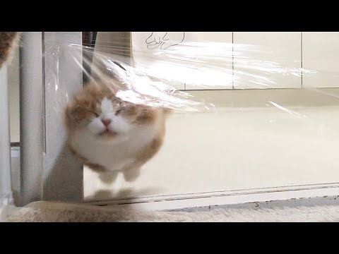 투명벽을 마주한 고양이들의 반응은?ㅋㅋㅋ (Invisible Wall Challenge)