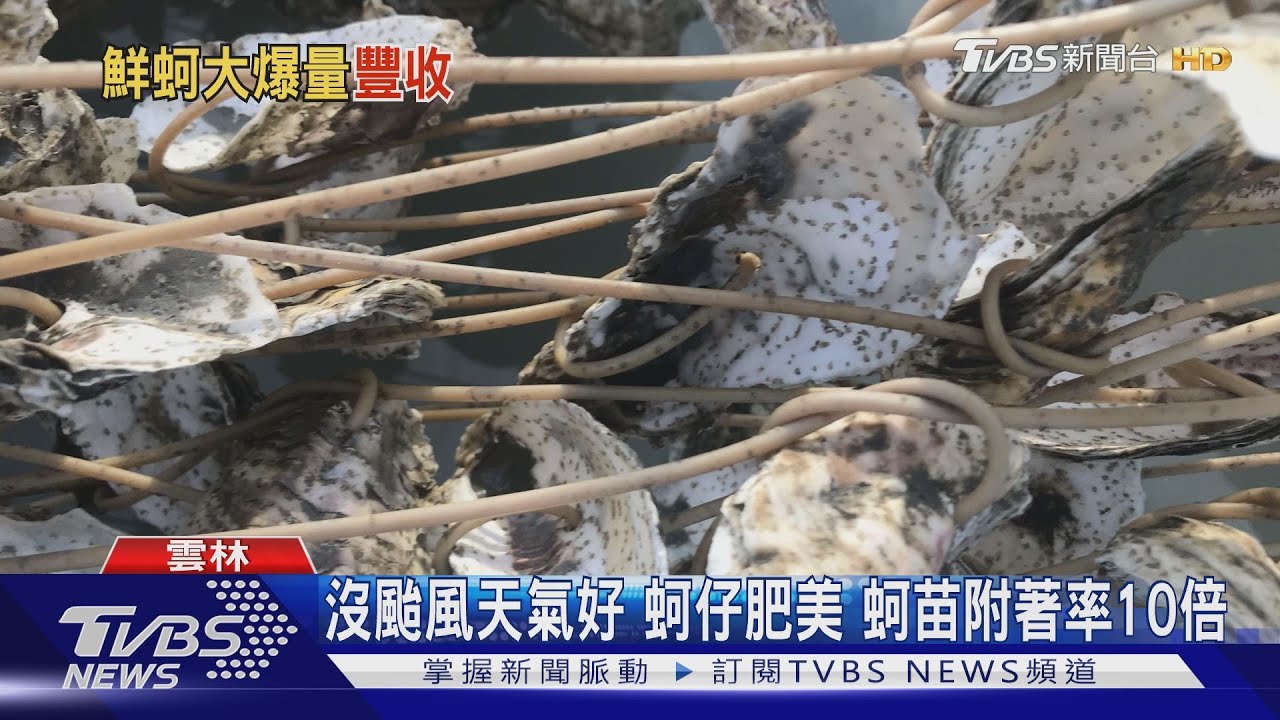 沒颱風天氣好蚵仔肥美 蚵苗附著率10倍