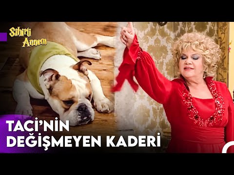 Taci Yeniden Köpek Oldu! - Sihirli Annem