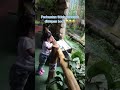 Ketika Bocil Melihat Perbuatan Mesum Apa Yang Terjadi