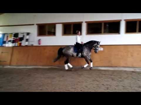 Holsteiner Dressur & Spring Wallach von Cassini II - Caletto I - Verkaufspferd - Verlasspferd