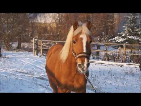 S N O W   H A F L I N G E R -D I U K