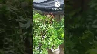 Download lagu pemindahan bonsai serut jumbo ke tempat ground mp3 Download lagu pemindahan bonsai serut jumbo ke tempat ground mp3