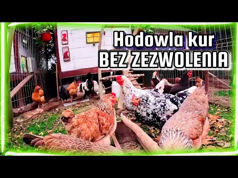 , title : 'Hodowla kur bez zezwolenia / Ile kur wolno hodować bez pozwolenia?'