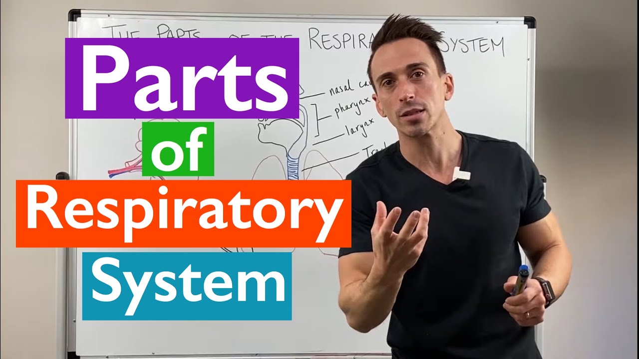 Parts of the Respiratory System - Overview