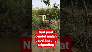 Download lagu nuat jerat burung cendet malah dapet burung srigunting #burung #pikatburung mp3