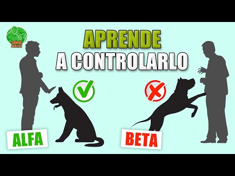 LEADERSHIP TRAINING for DOGS (Puppy and Adults)