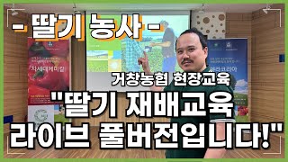 딸기 재배 교육 | 육묘기 딸기 관리부터 정식 이후 재배 관리방법 까지! | 딸기 양분관리 총정리(칼슘,질소…