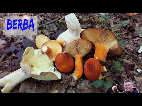 Berba Gljiva - Ljepotica