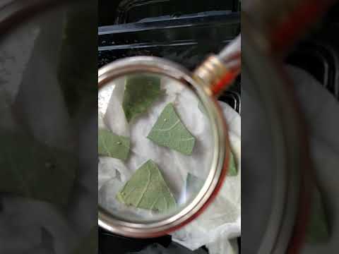 Summer 2020 Raising Monarchs: Part 1 Collecting Eggs, Ohio