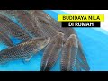HOME SCALE NILA NILA FISH FARMING BUSINESS FOR BEGINNERS