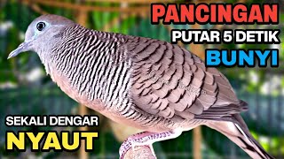Download lagu Perkutut Lokal Gacor Suara Besar Pancingan Burung Perkutut Agar Cepat Bunyi. mp3 Download lagu Perkutut Lokal Gacor Suara Besar Pancingan Burung Perkutut Agar Cepat Bunyi. mp3
