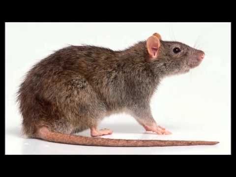 RAT INFORMANT SNITCH