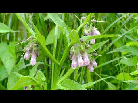 Common Comfrey Symphytum officinale