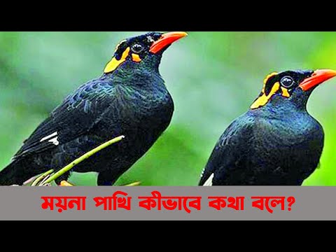 জানেন কী ময়না পাখি কীভাবে কথা বলে?