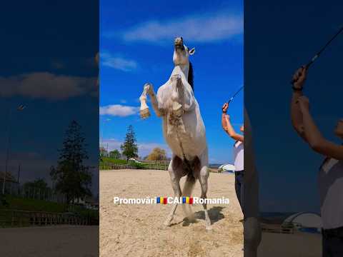 , title : 'Promovari CAI Romania #horseselfie#horseworld #horsegirl#caballos #cuteanimals #cutehorse #stallion'