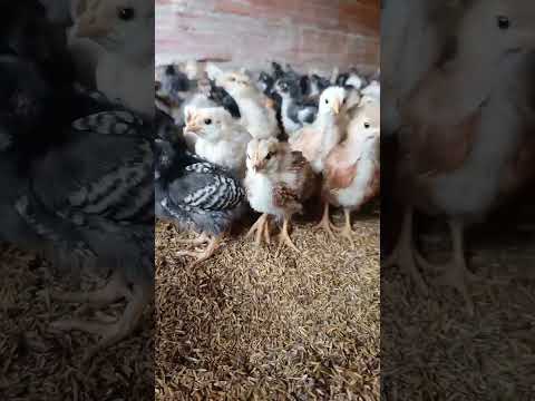 desde oicata boyaca pollas ponedoras a la venta