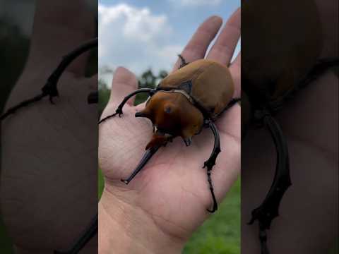 OS ANIMAIS ESTÃO FALANDO 🤯😱