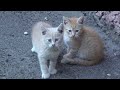 A Gang Of Little Kittens With Cats