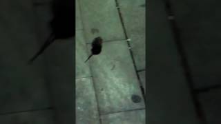 Ratón en la Plaza de La Vila de Sant Feliu de Llobregat