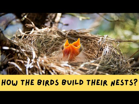 How Do Birds Build Their Nests?