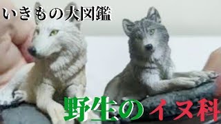 【ガチャガチャ】いきもの大図鑑 野生のイヌ科 ディスプレイコレクション　　　　開封レビュー